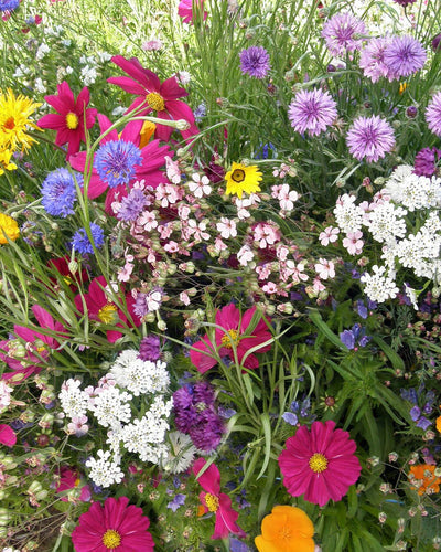 Sowing and Growing Beekeeper's Mix
