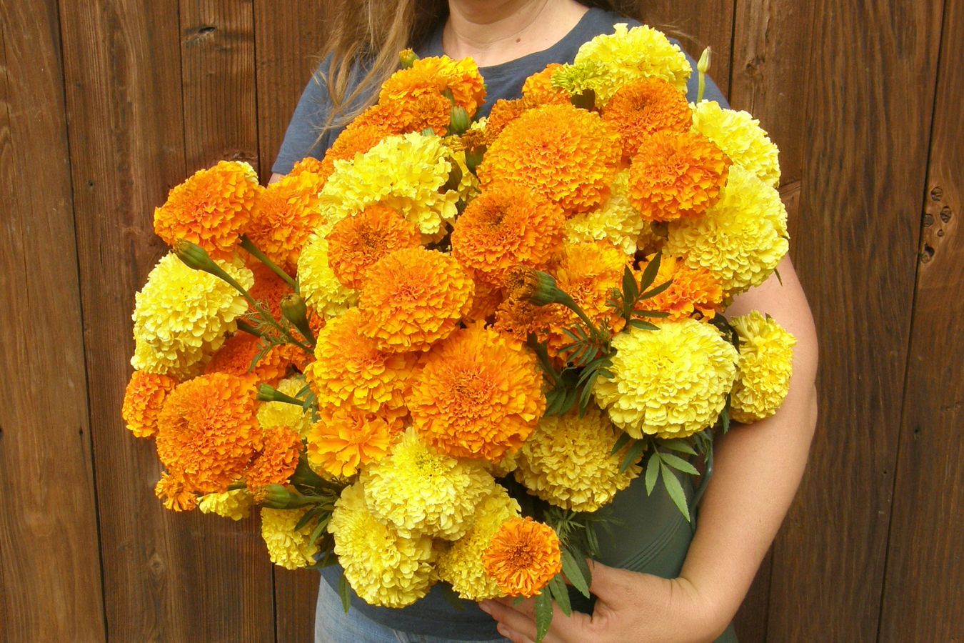 Can I Plant Marigold Seeds in the Fall And Expect Blooms?