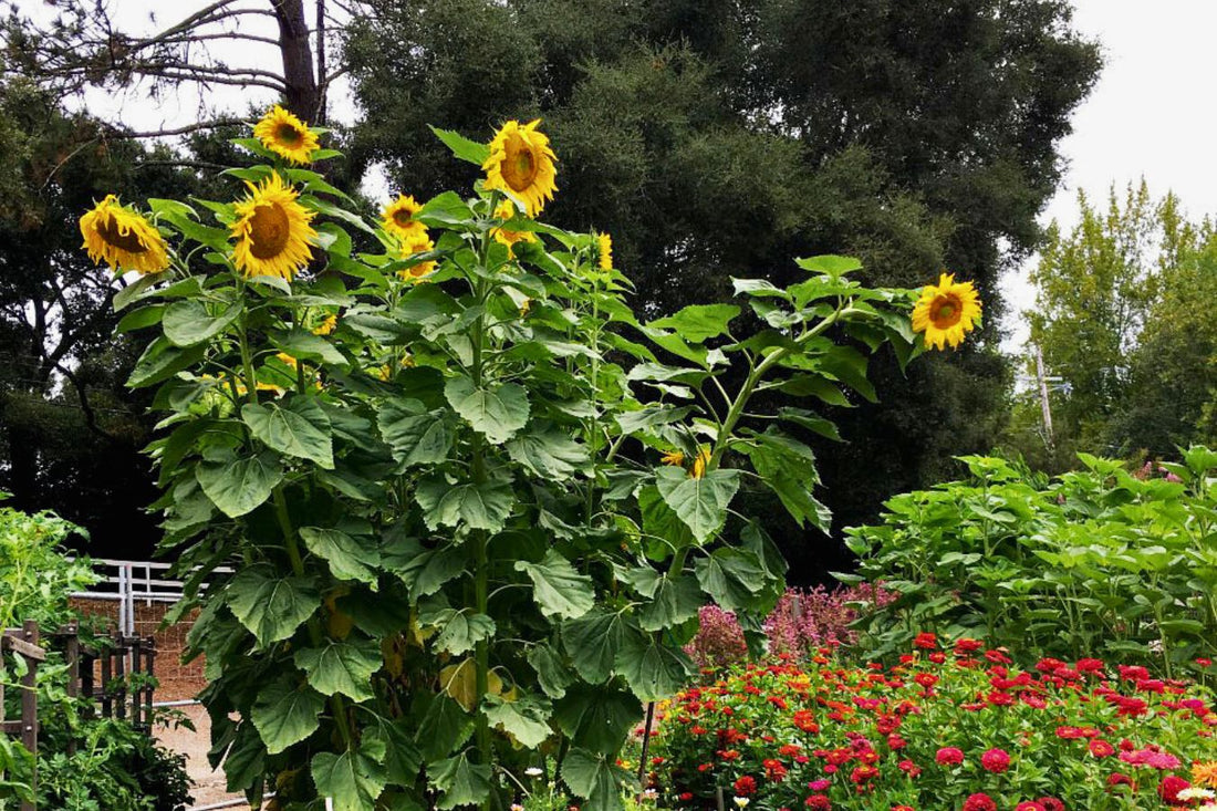 How to Grow the Biggest, Tallest Sunflowers