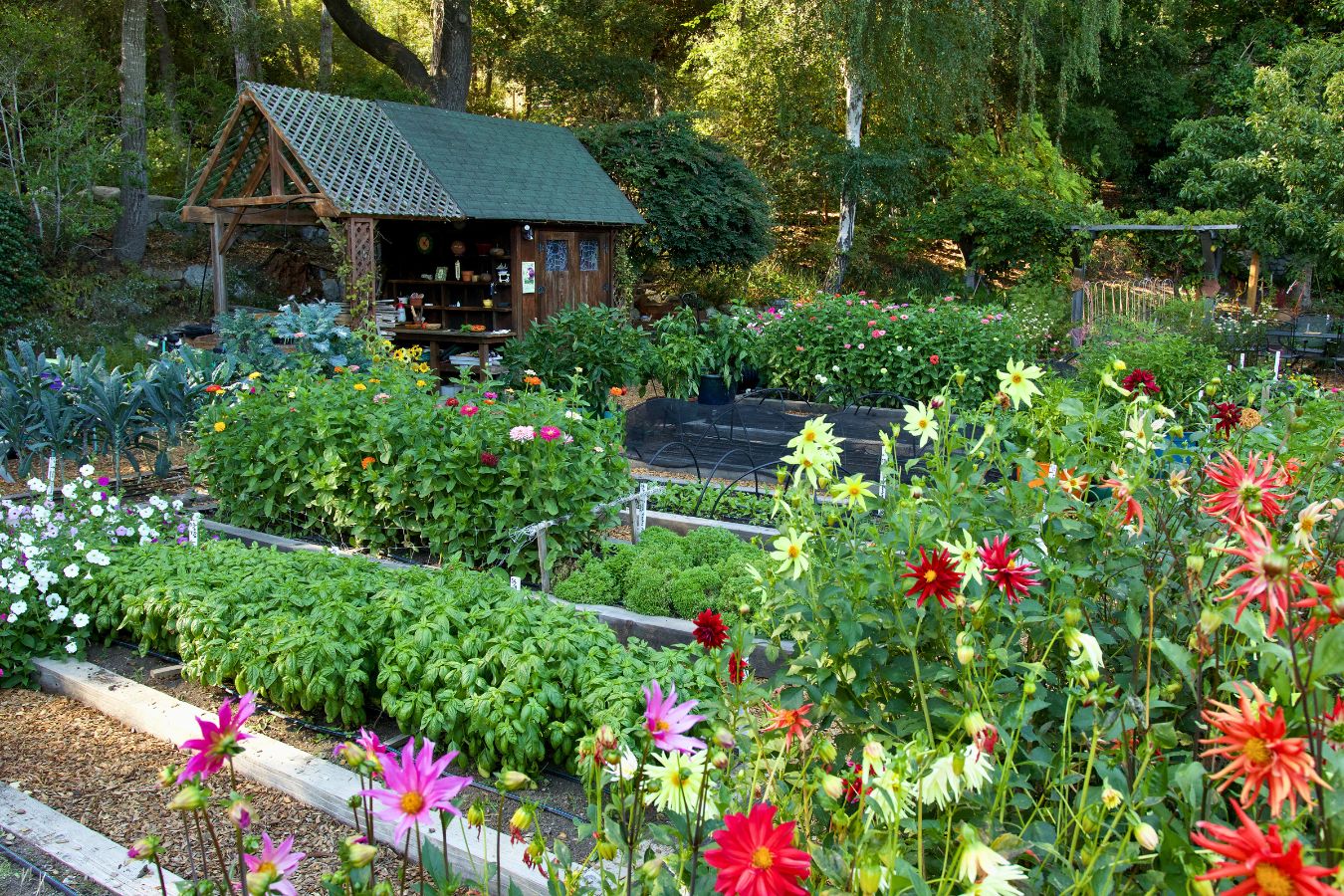 Can Vegetable Plants Be Planted In Flower Gardens