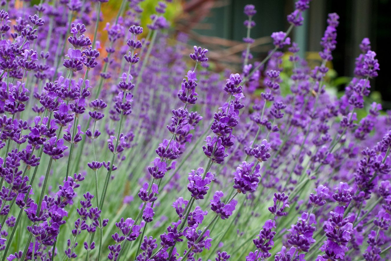 Delicious Lavender – Renee's Garden