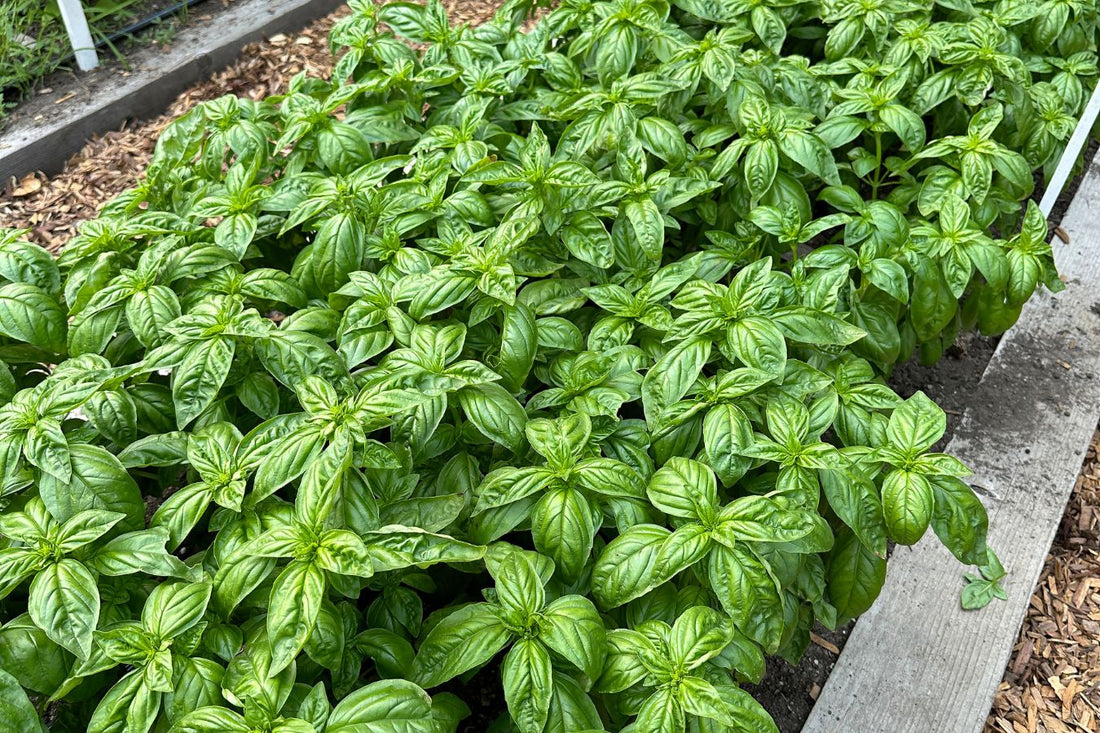 Pinching Basil to Promote Long Harvests