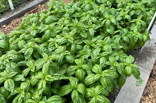 Pinching Basil to Promote Long Harvests