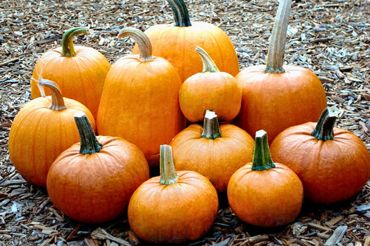 Renee's Favorite Pumpkin Recipes