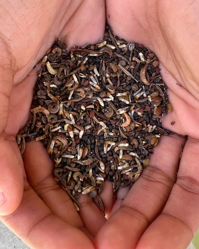 Harvesting and Saving Seeds
