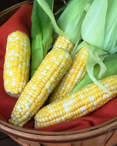 When To Harvest Your Sweet Corn