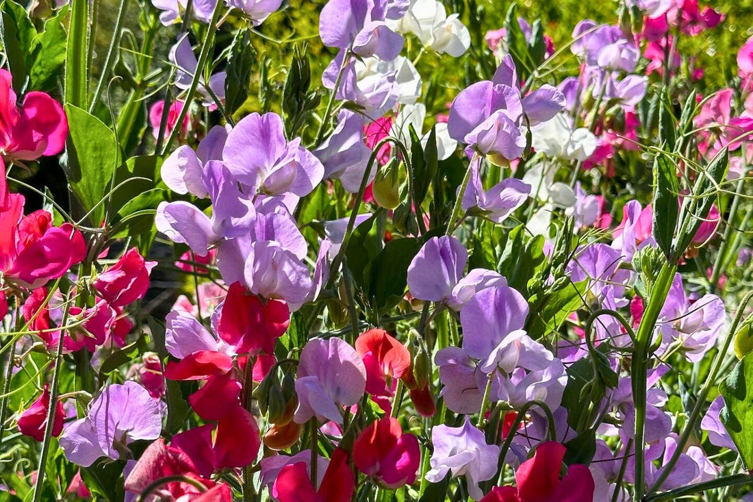 Sweet Peas: Starting Early Indoors
