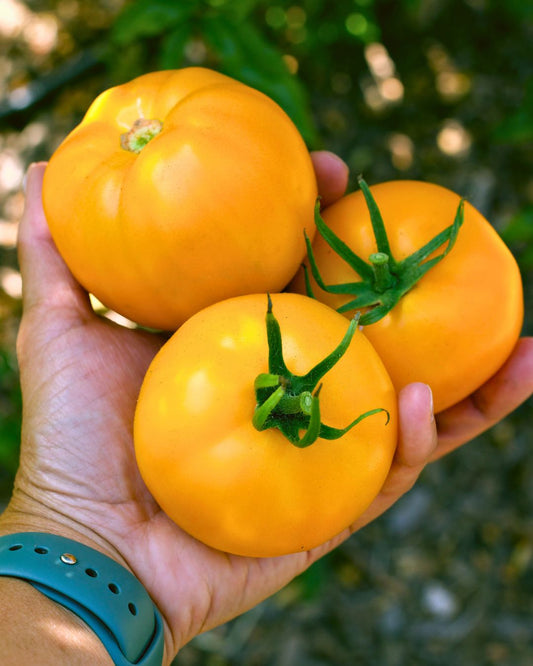 Planting Tomato Seedlings Into The Garden