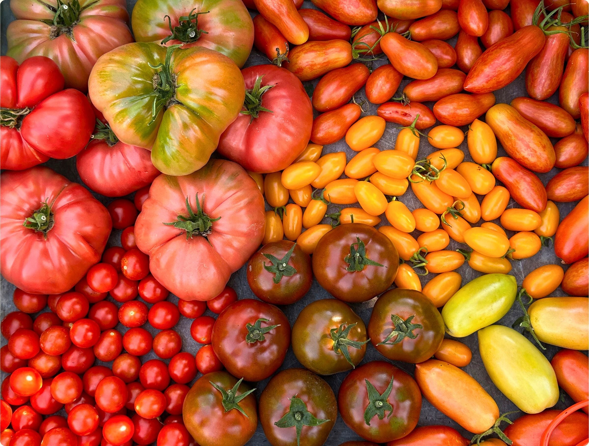 Tomato – Page 2 – Renee's Garden