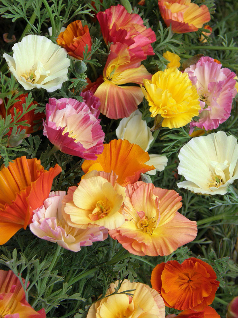 Poppies