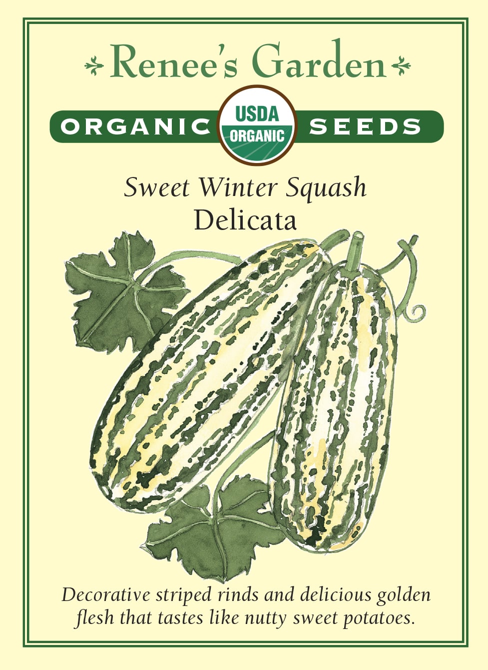 planting delicata squash seeds Sweet Winter Squash