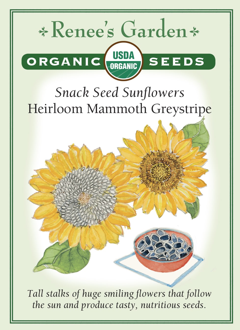 organic sunflower seeds for planting Organic Sunflower Mammoth Greystripe