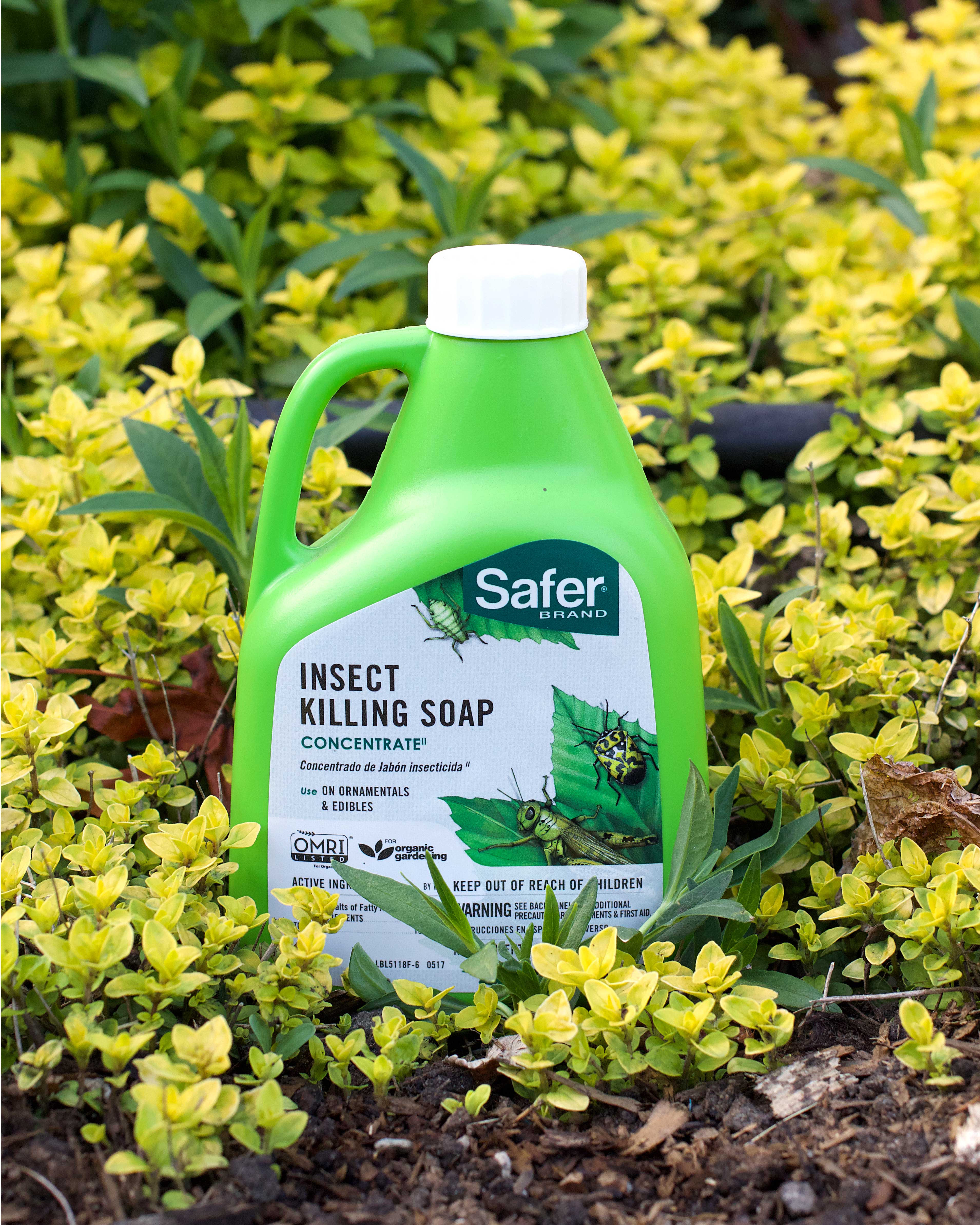 insecticidal soap for fungus gnats Nontoxic Safer Insect Killing Soap