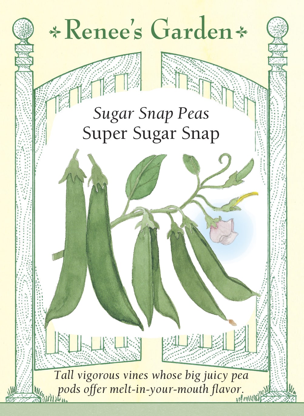 planting sugar snap pea seeds Sugar Snap Peas