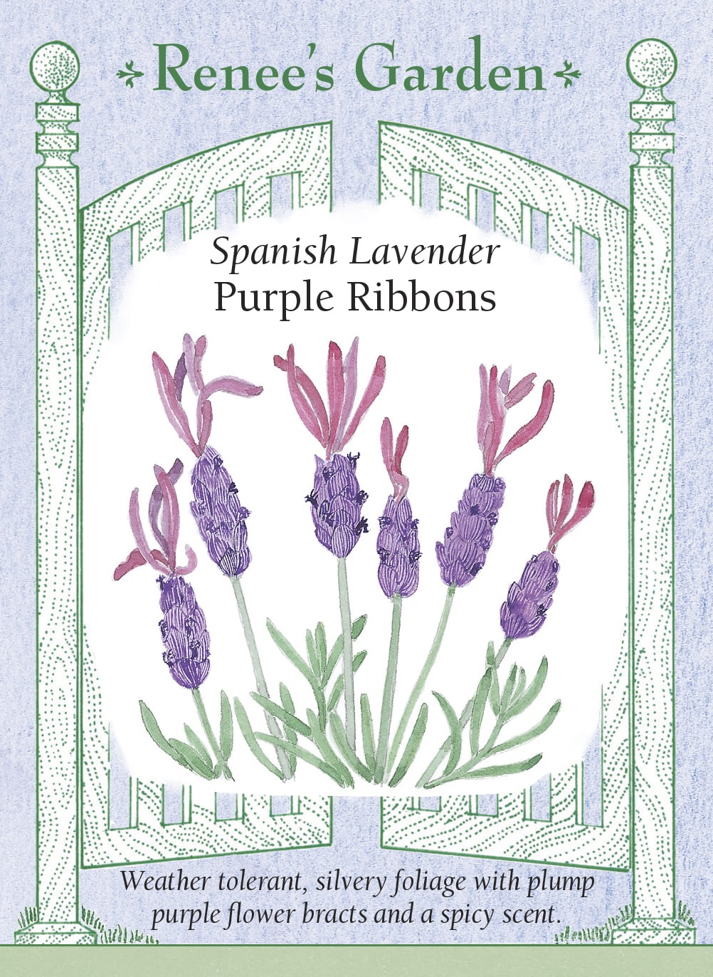 where to buy spanish lavender plants Spanish Lavender' Scented Herbs – Renee's Garden