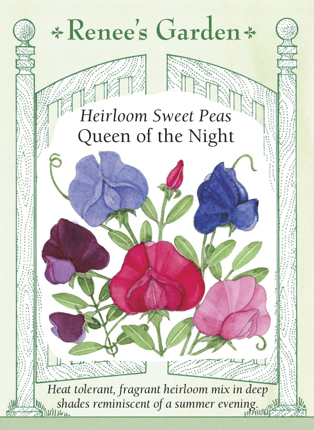 sweet pea flower seed packets 'Queen of the Night' Heirloom Sweet Peas
