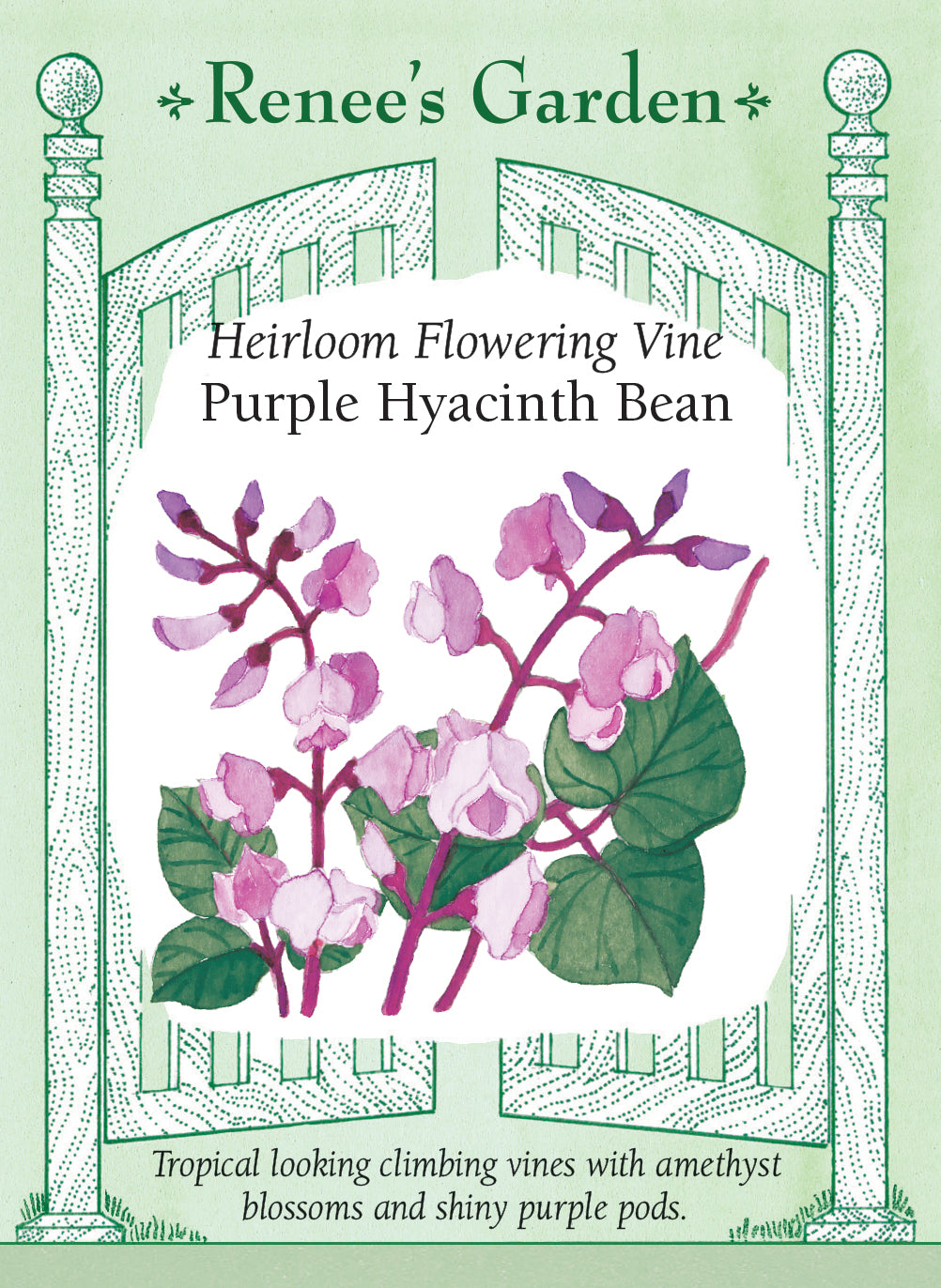 the seeds were planted as two worlds Purple Hyacinth Bean' Heirloom Flowering Vine – Renee's Garden