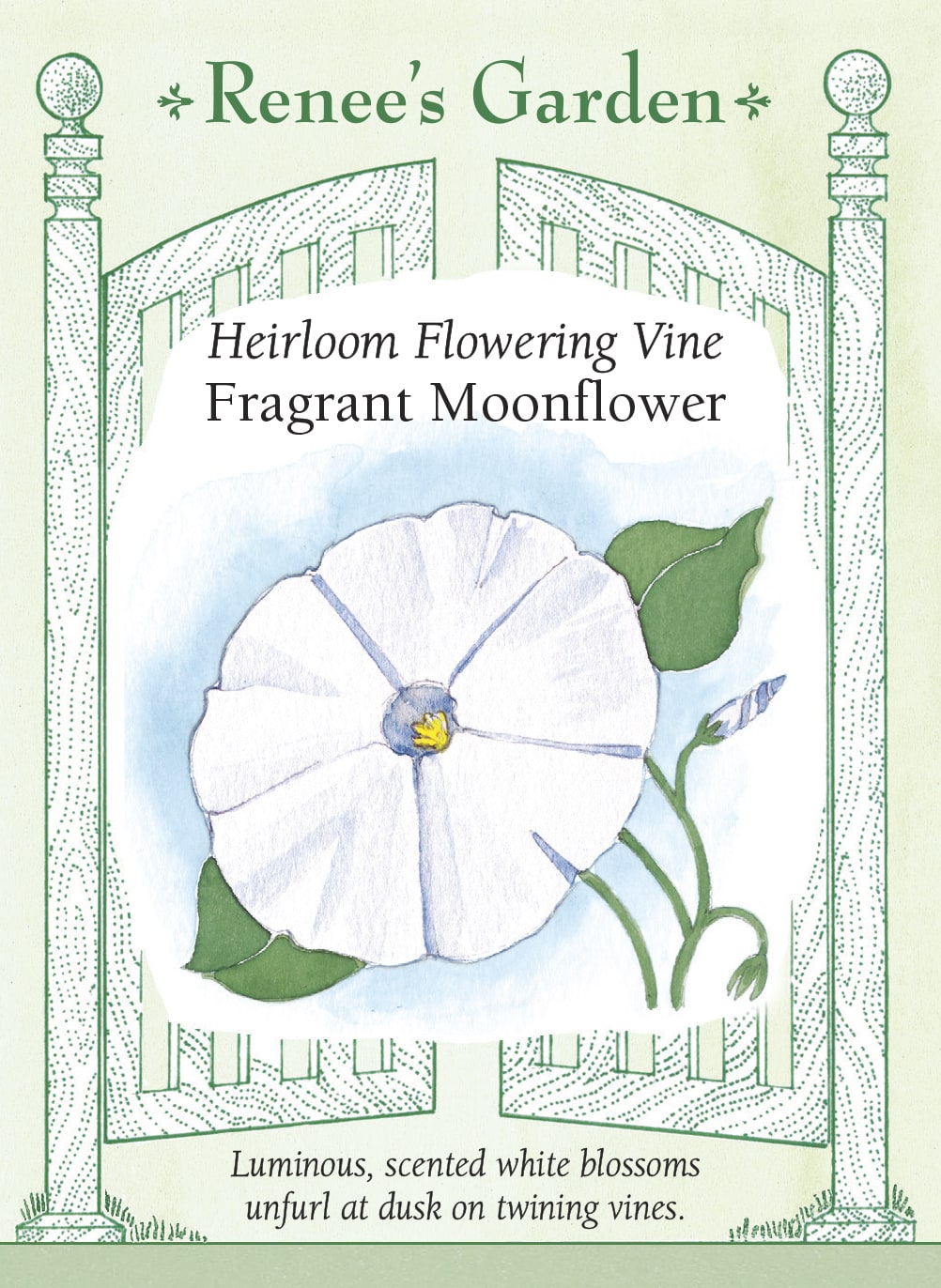 moon flower seeds for sale Renee's Garden Moonflower Vine Evening Blooming Fragrant