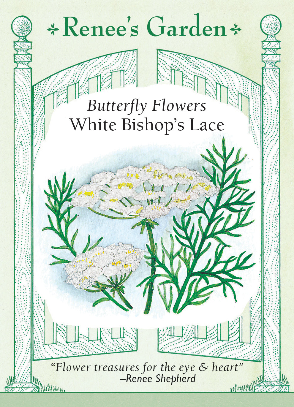 growing bishop's flower from seed White Bishop's Lace
