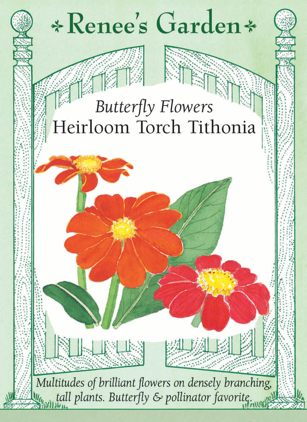 torch flower seeds Torch Tithonia' Butterfly Flowers – Renee's Garden