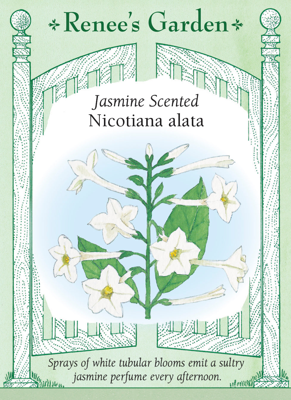 Jasmine Alata' Heirloom Nicotiana – Renee's Garden