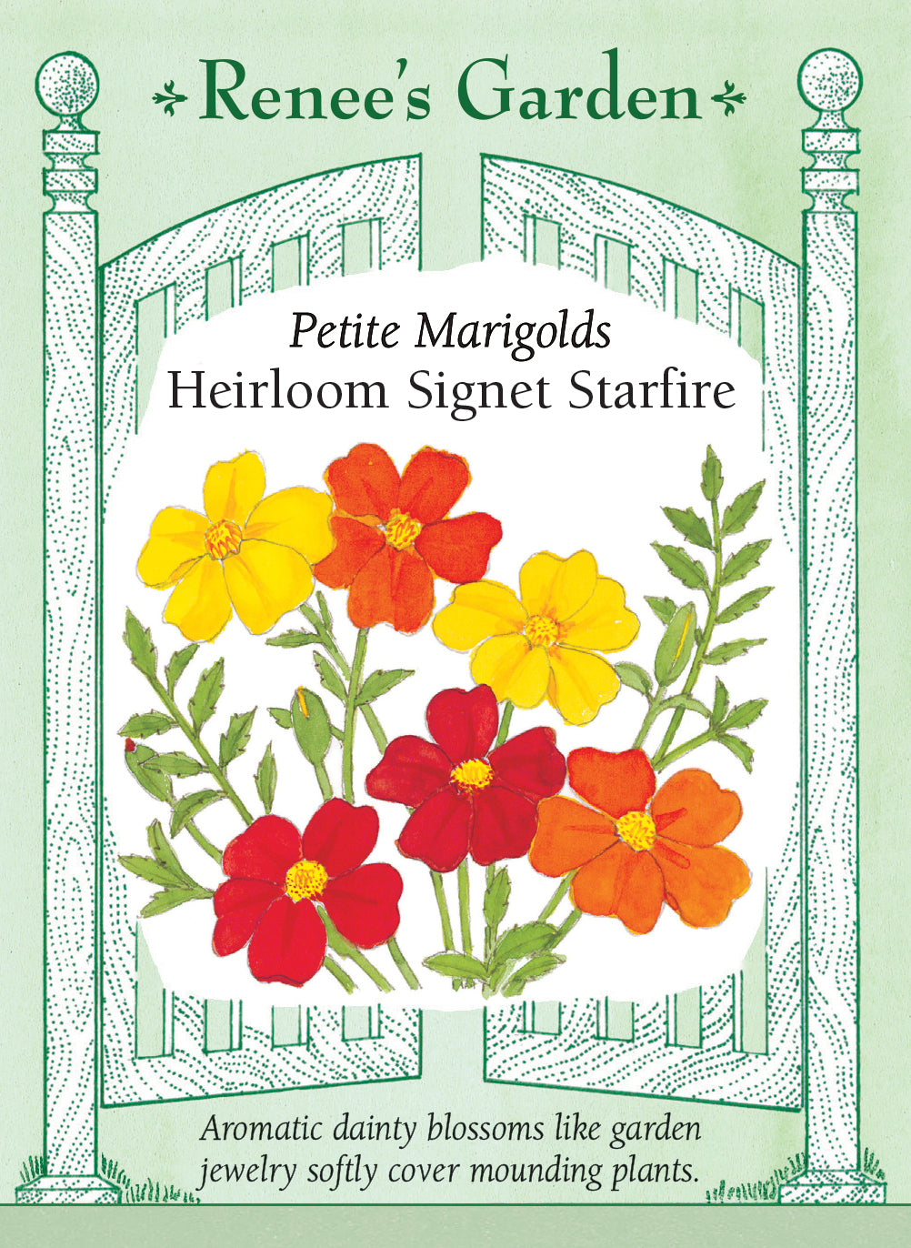marigold seeds amazon 'Heirloom Signet Starfire' Petite Marigolds