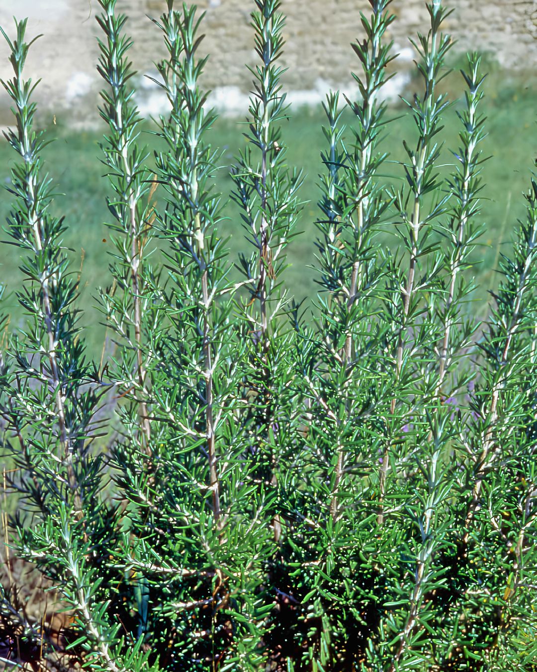 Kitchen Herbs - French Rosemary