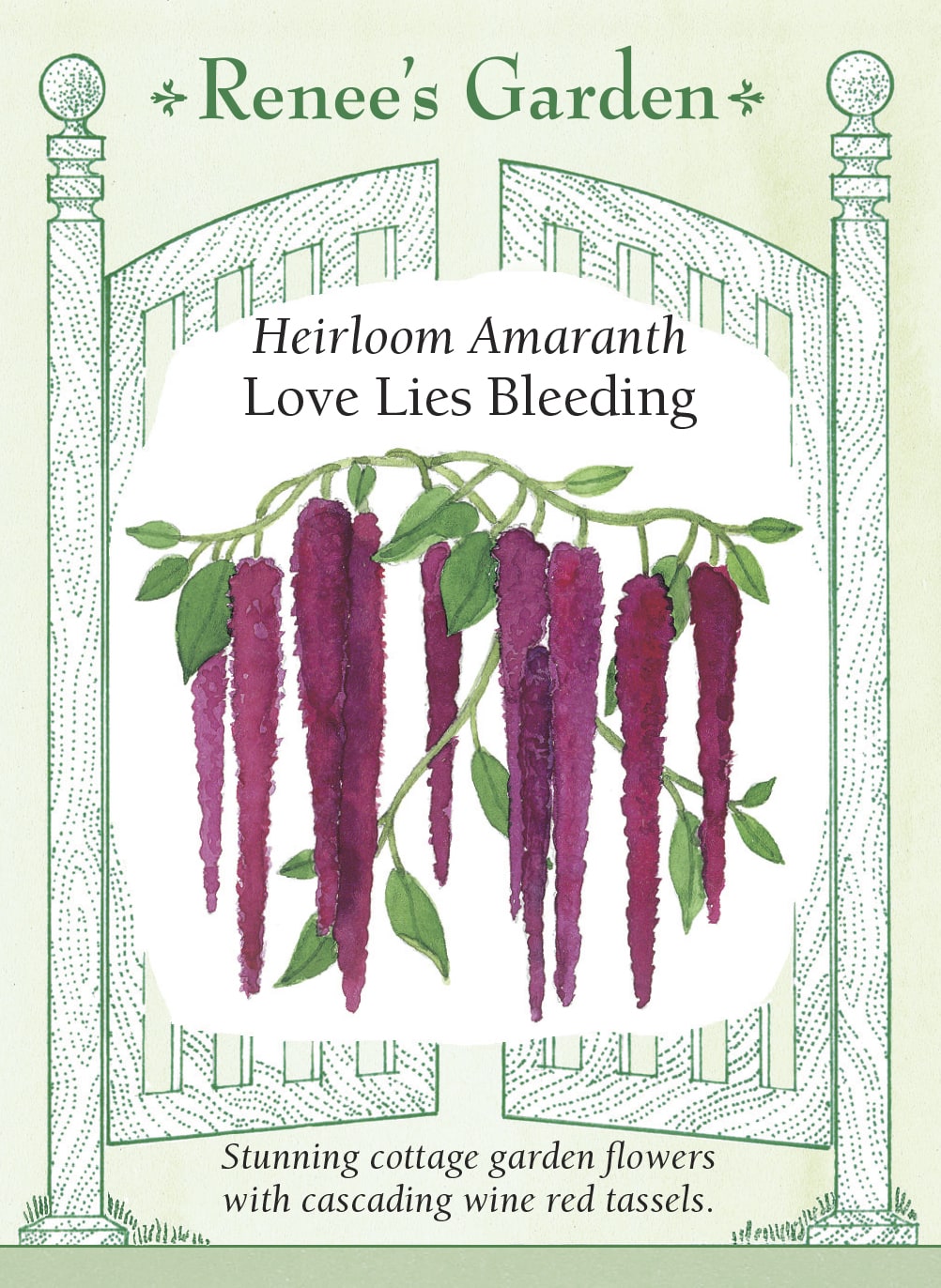 organic amaranth seeds for planting Renee's Garden ' Love Lies Bleeding' Heirloom Amaranth Seed