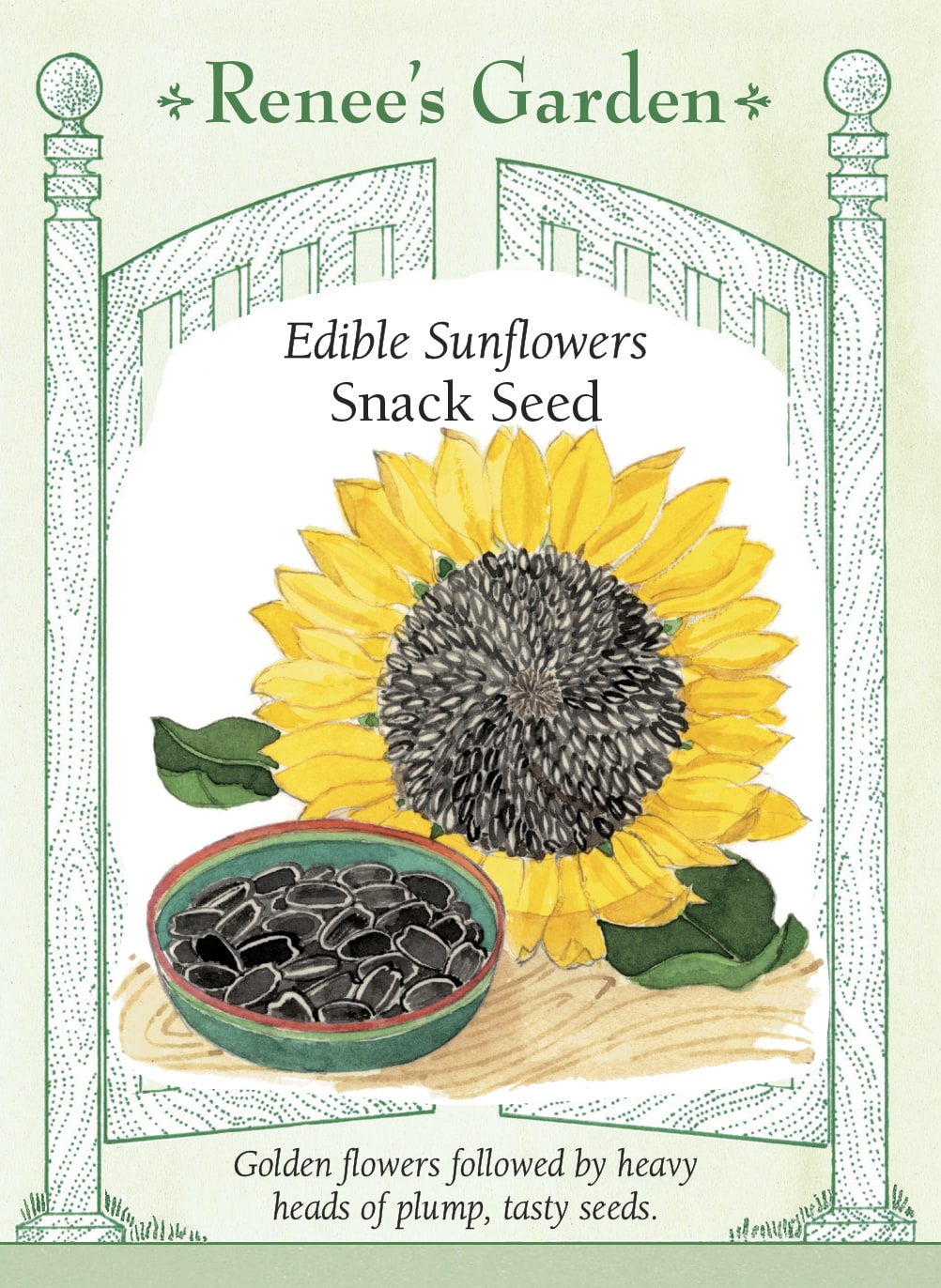 sunflower seed from plant Edible Sunflowers