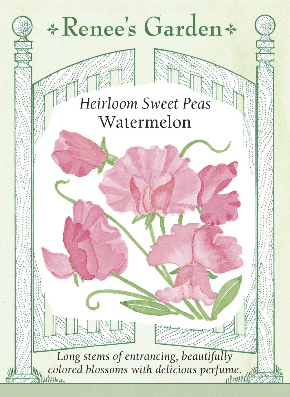 renee's garden sweet pea seeds 'Watermelon' Heirloom Sweet Peas