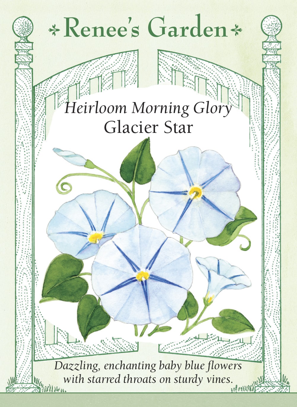 edible morning glory seeds 'Glacier Star' Heirloom Morning Glory