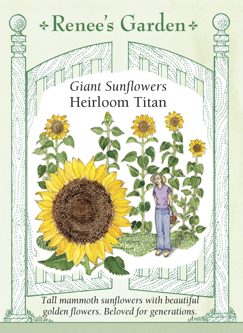 bulk giant sunflower seeds for planting 'Heirloom Titan' Giant Sunflowers