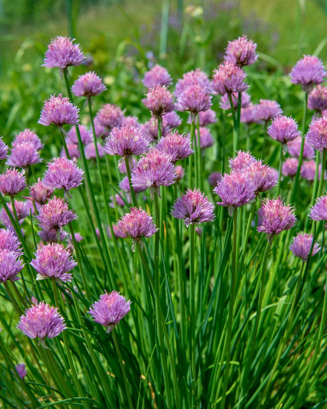 Fine Leaf Chives