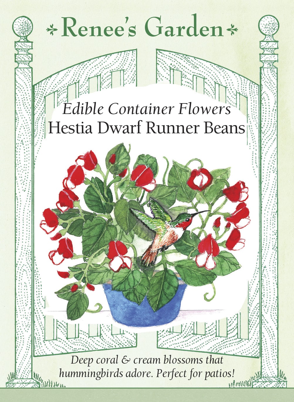 an edible seed of a bean plant Hestia Dwarf Runner Beans' Edible Container Flowers – Renee's Garden