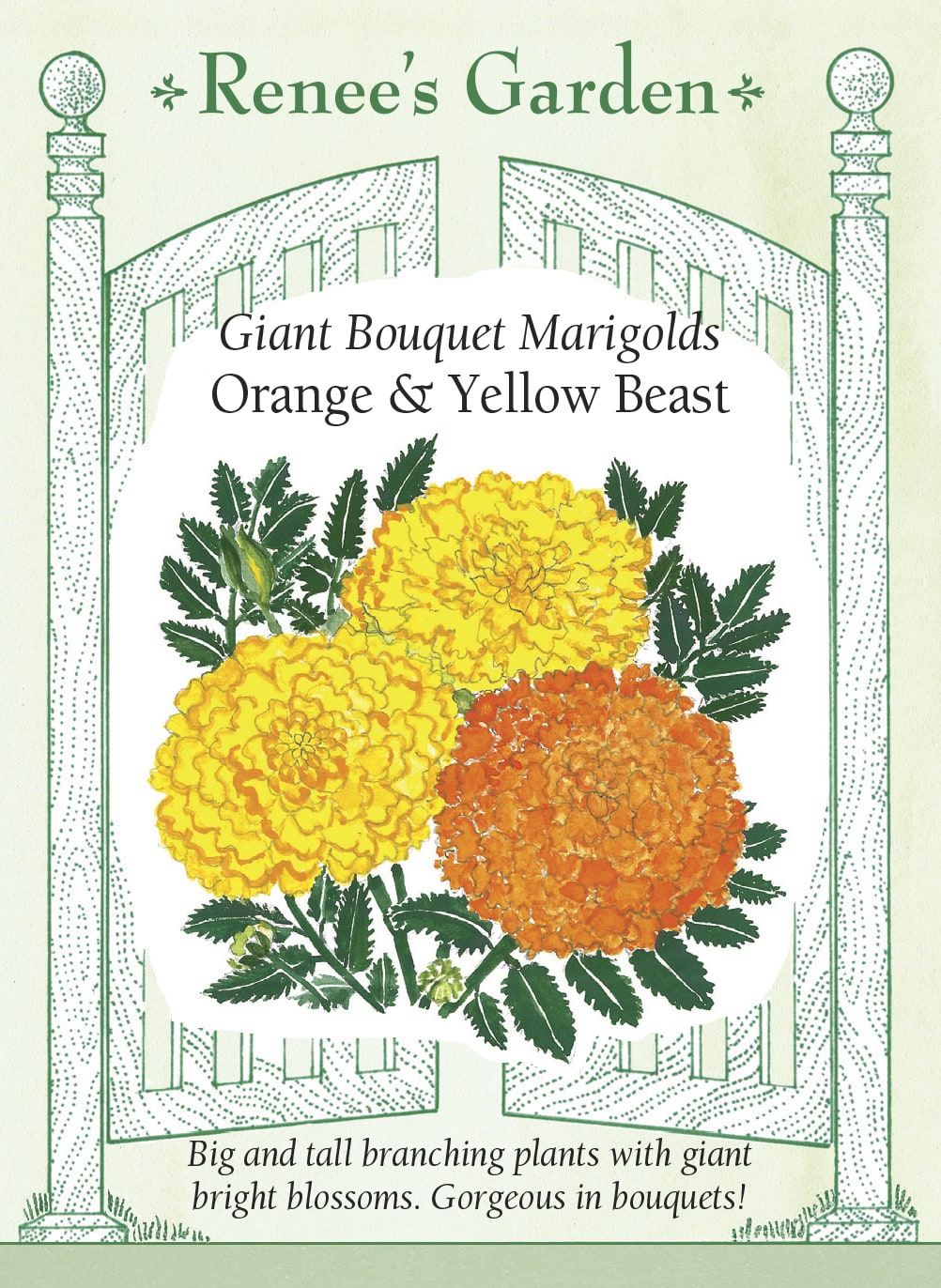 giant marigold seed 'Orange & Yellow Beast' Giant Bouquet Marigolds