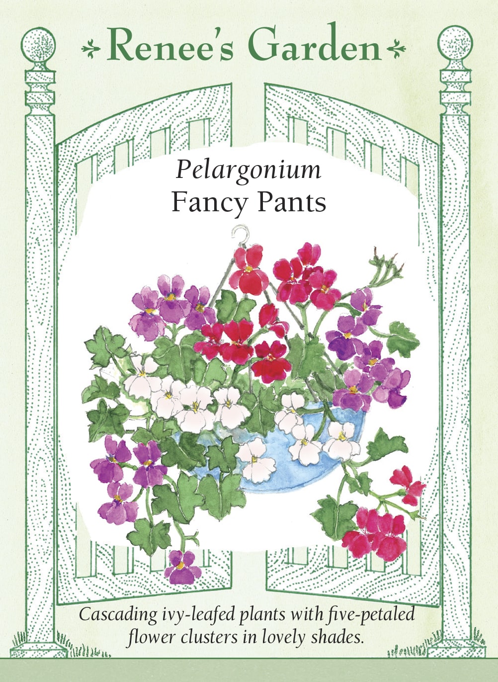 fancy leaf geranium seeds 'Fancy Pants' Pelargonium