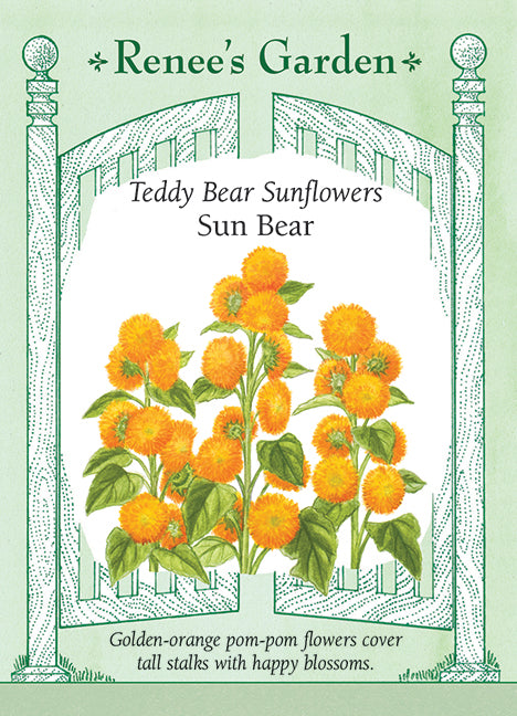 Sun Bear