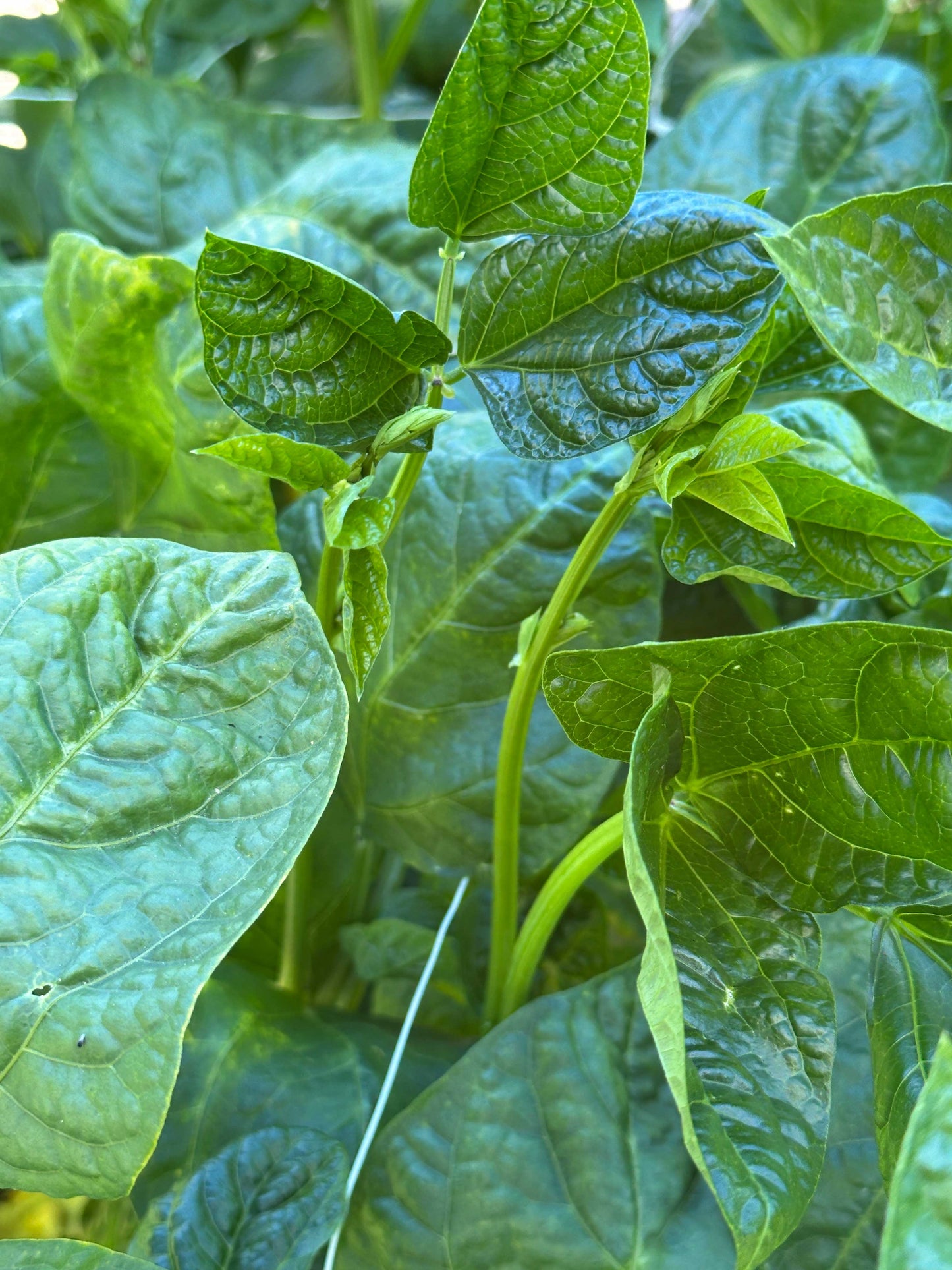 Heirloom Queen Anne