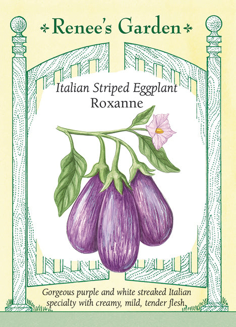 determina garden 200pcs rare eggplant seeds garden plants organi Italian Striped Eggplant