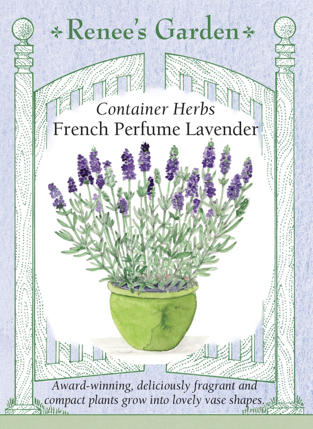 perennial lavender seeds Lavender French Perfume