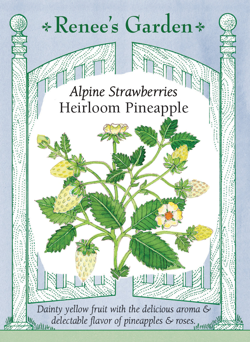 pineapple strawberry plant Alpine Pineapple Strawberry
