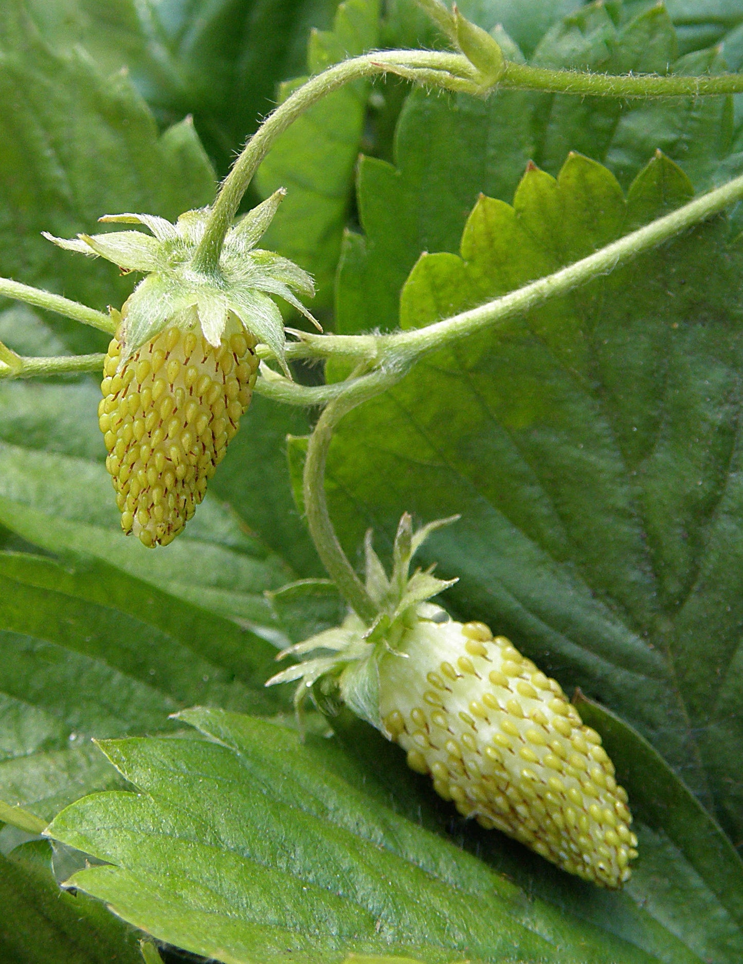 Heirloom Pineapple