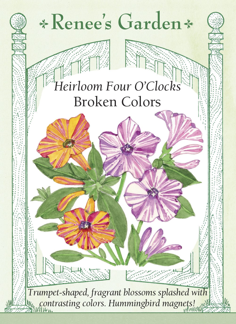 four o clock flower seeds 'Broken Colors' Heirloom Four O'Clocks