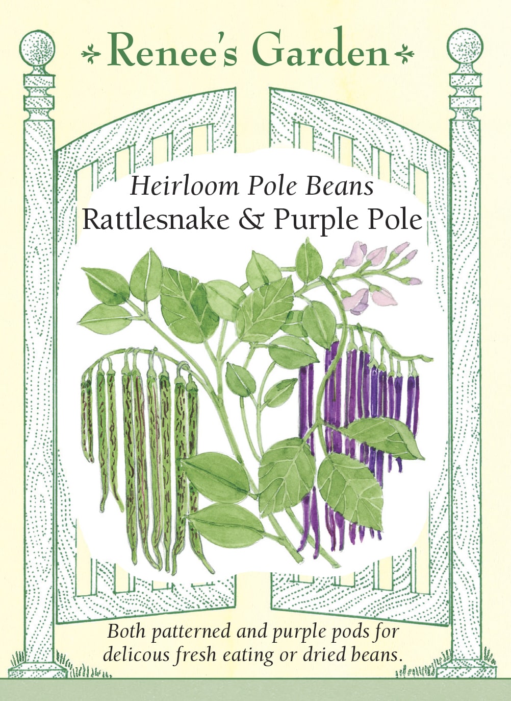 planting pole bean seeds Heirloom Pole Beans
