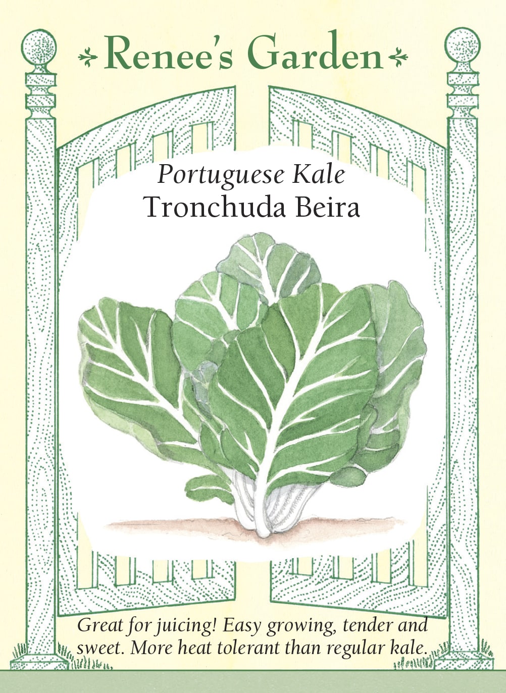 kale seed planting depth 'Tronchuda Beira' Portuguese Kale