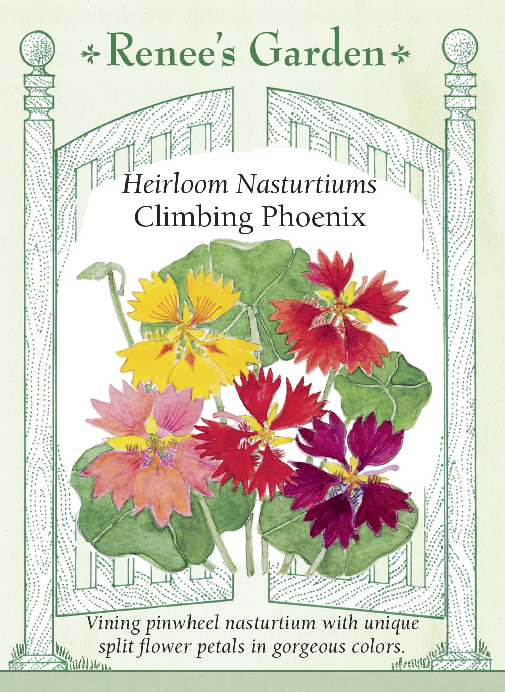 climbing plant seeds Nasturtium Climbing Phoenix
