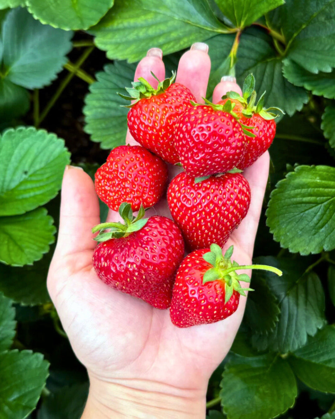 フラワー・リース strawberry Strawberry Plants - Albion Ever-Bearing – Renee's Garden
