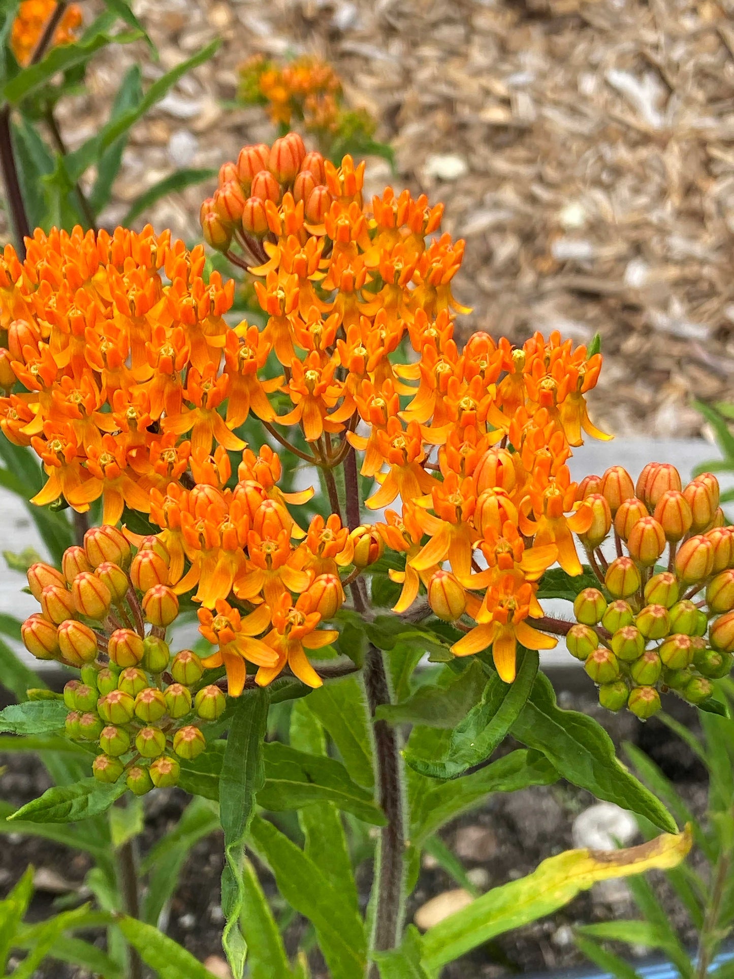 Orange Milkweed