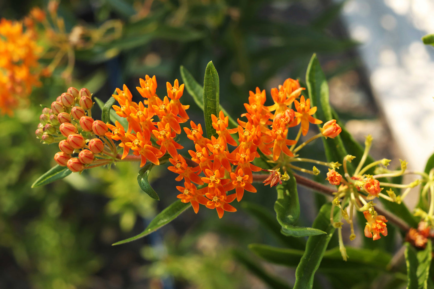 Orange Milkweed