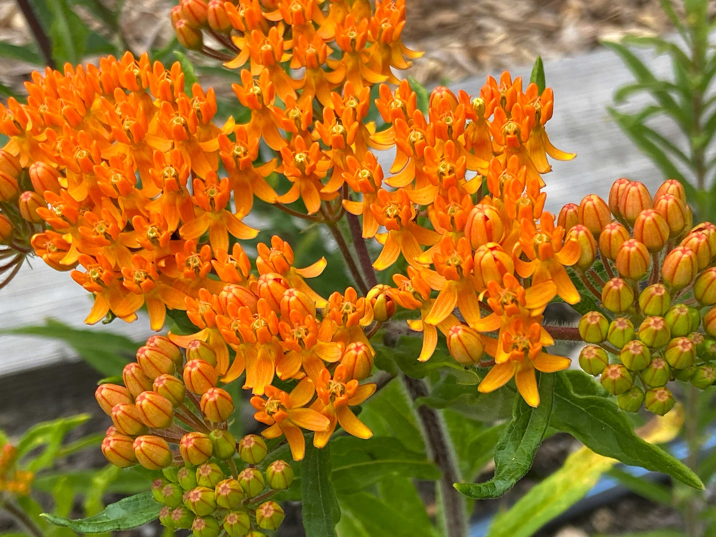 Orange Milkweed